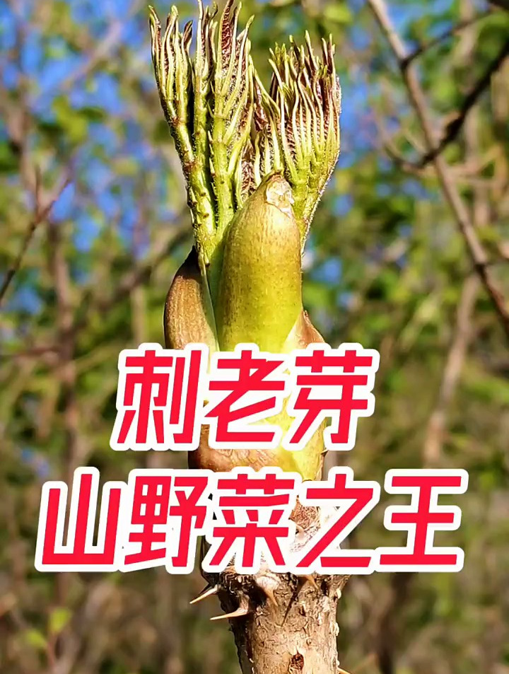 刺老芽被称为山野菜之王,你吃过吗?