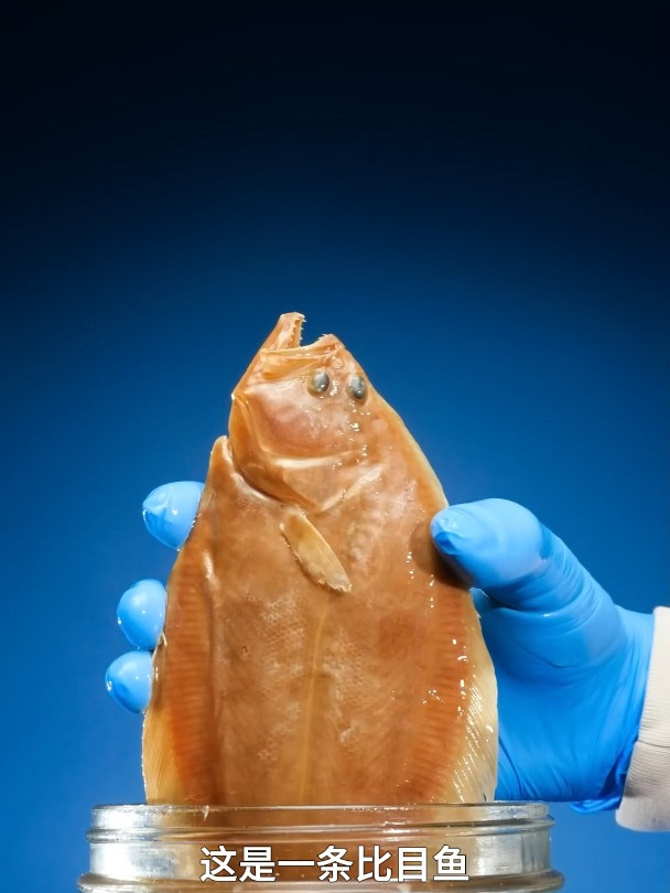 比目鱼的脸长得好奇怪