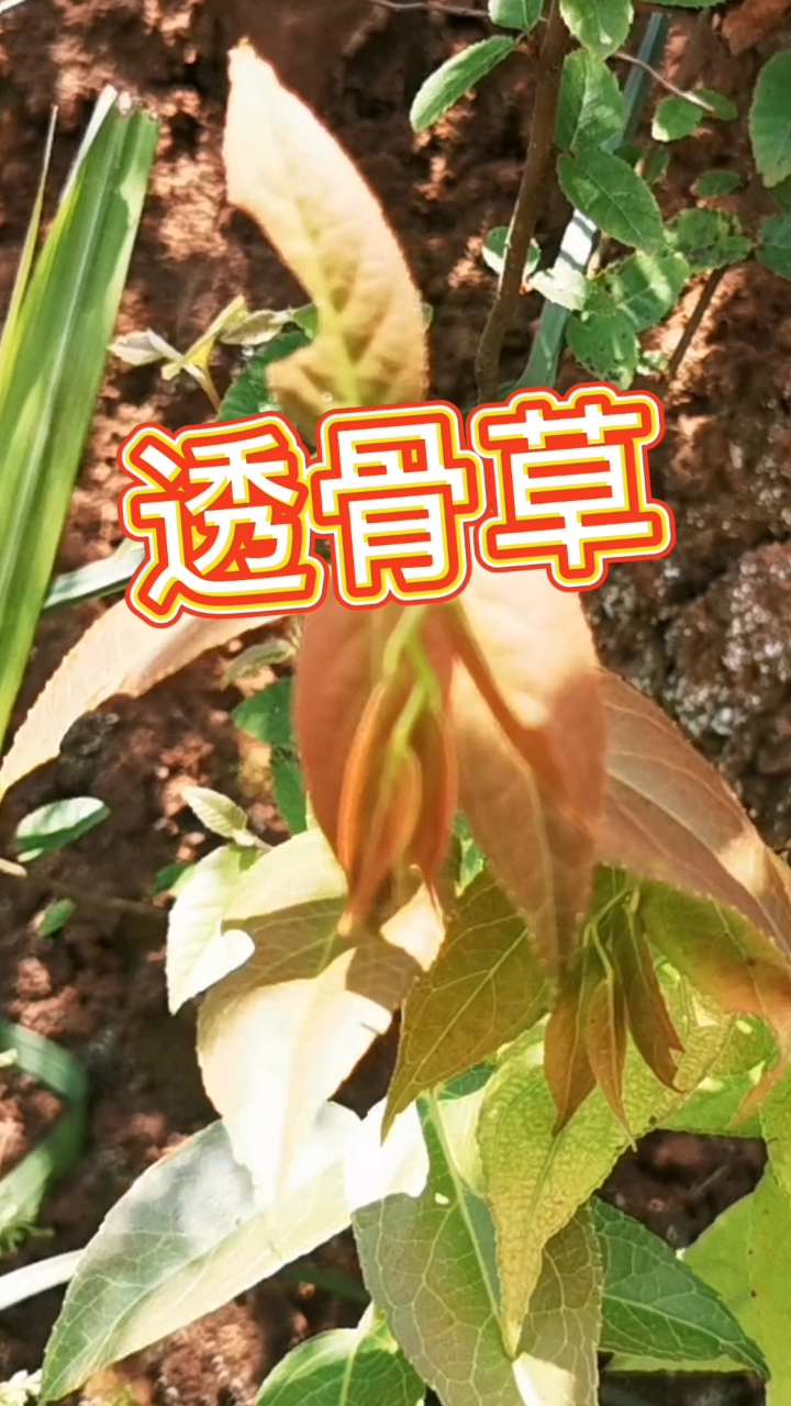 透骨草:双叫透骨消,风湿草,透骨风等,是一味民间常用的泡脚草药!