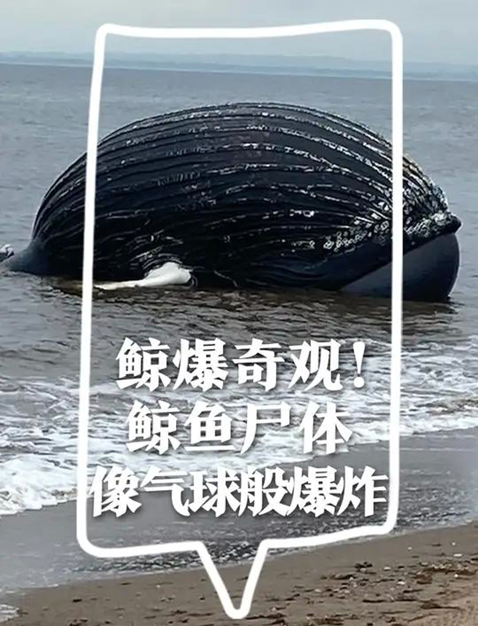 腐烂东西四溅,鲸鱼爆炸的威力有多猛?