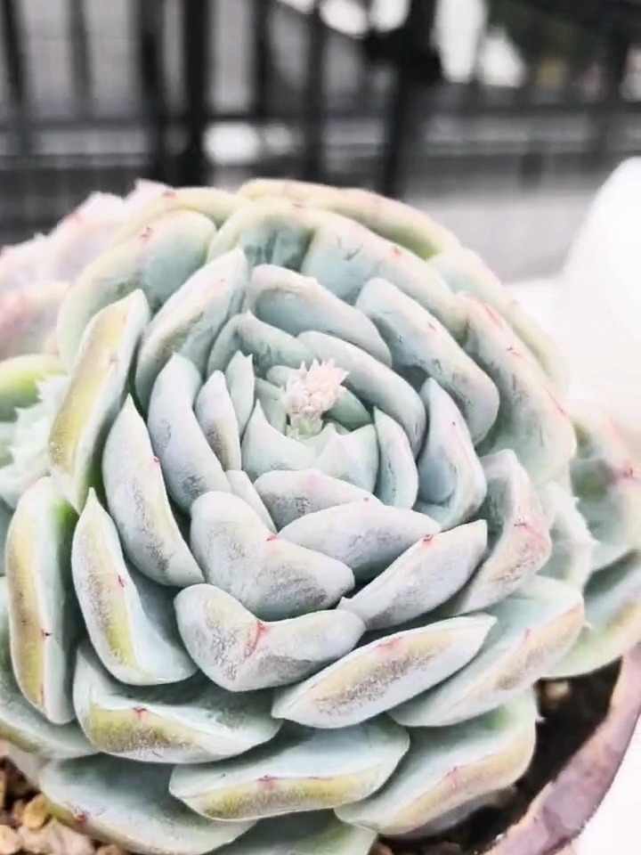 多肉西娜,又叫甲壳虫,是不是特别形象?