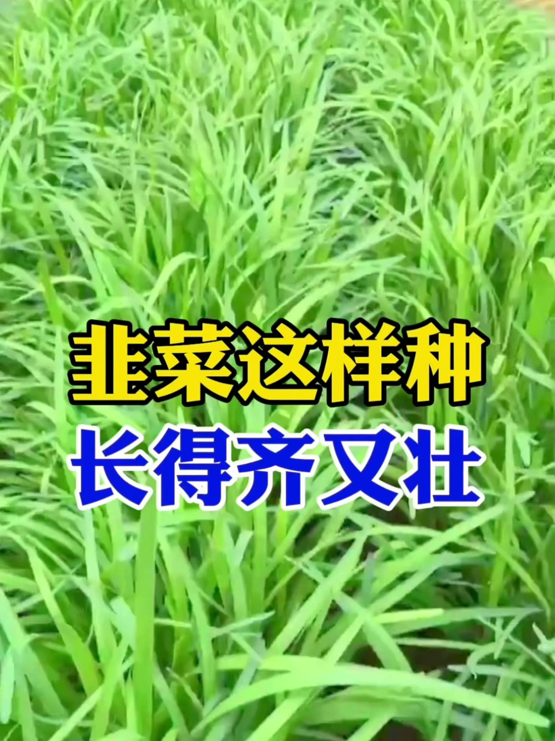 种韭菜用根苗,移栽前剪上一刀,出芽齐长势好!