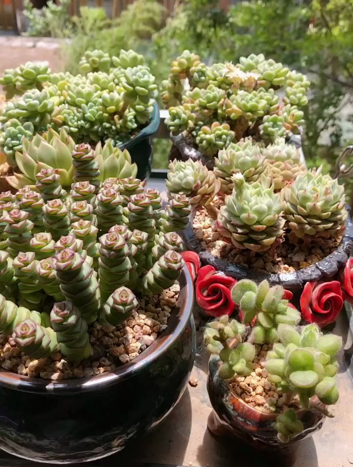 多肉植物如何才能安全度夏,多肉度夏,多肉植物养护小常识