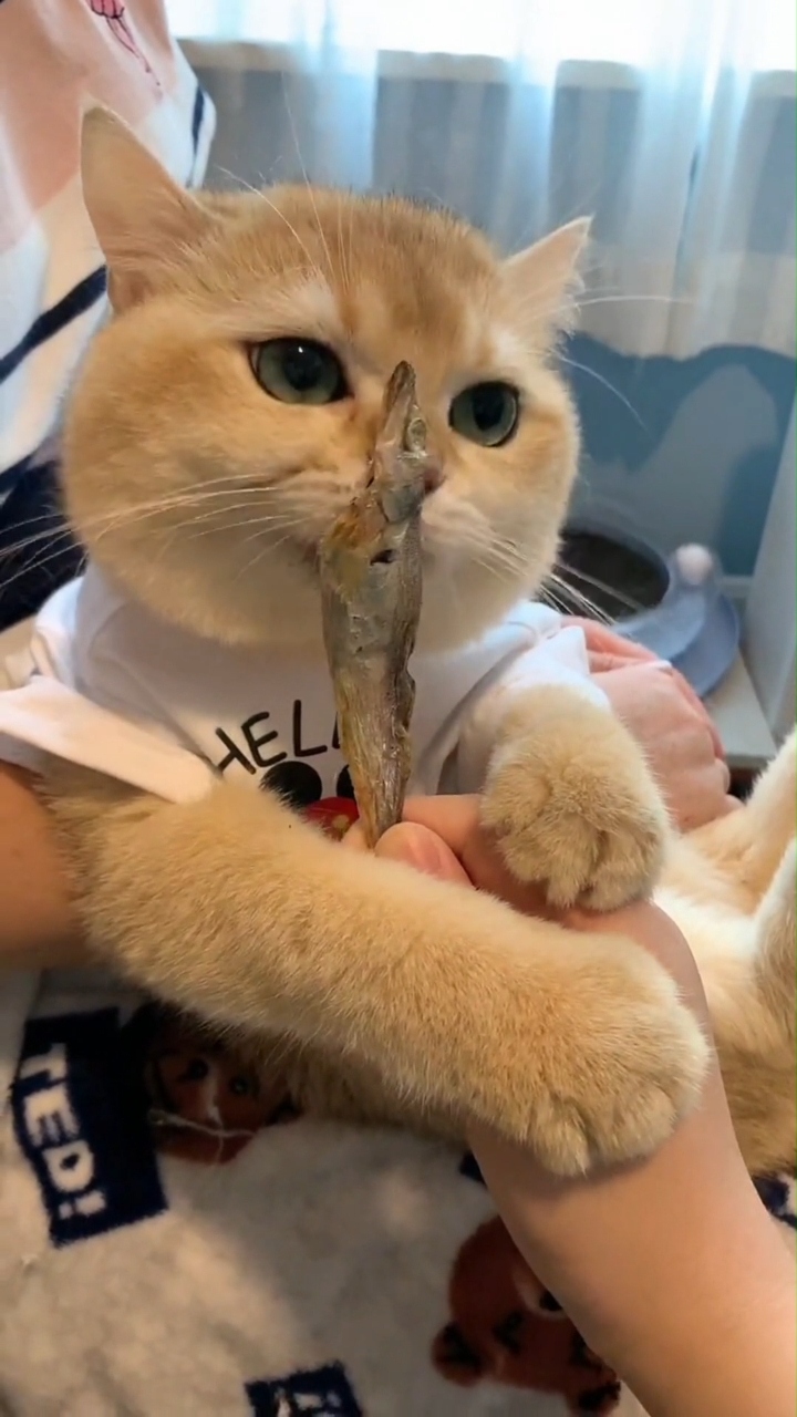 有小鱼干吃的小猫咪才是幸福的