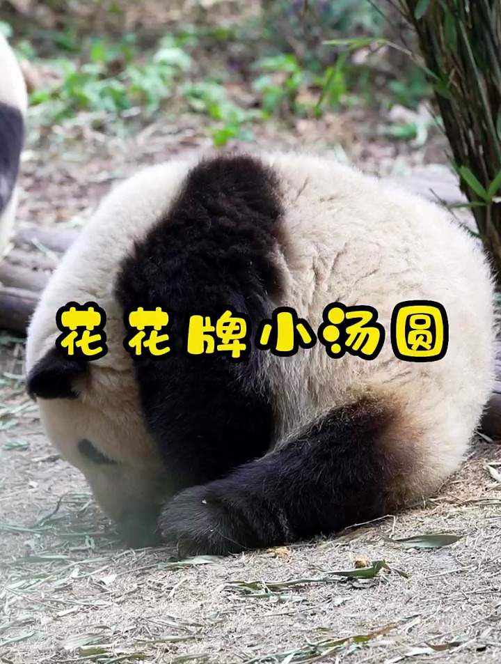 这么可爱的小汤圆,我可以一口吃掉!