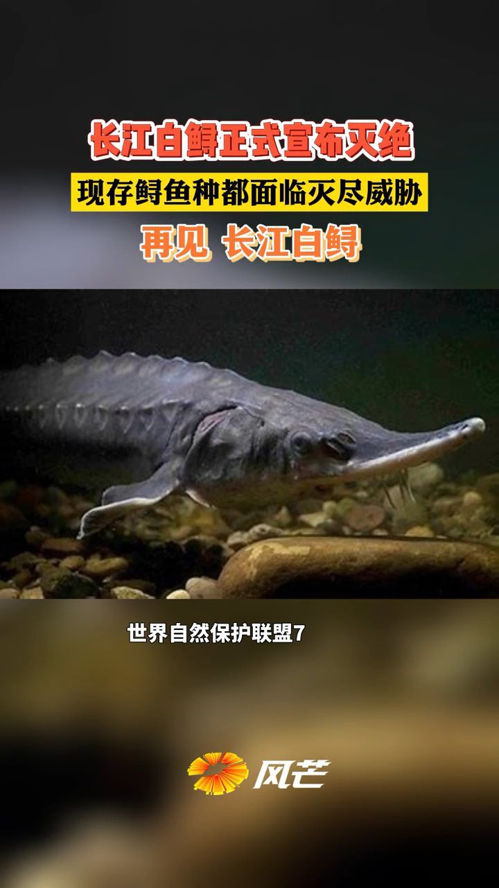 痛心!正式宣布:灭绝