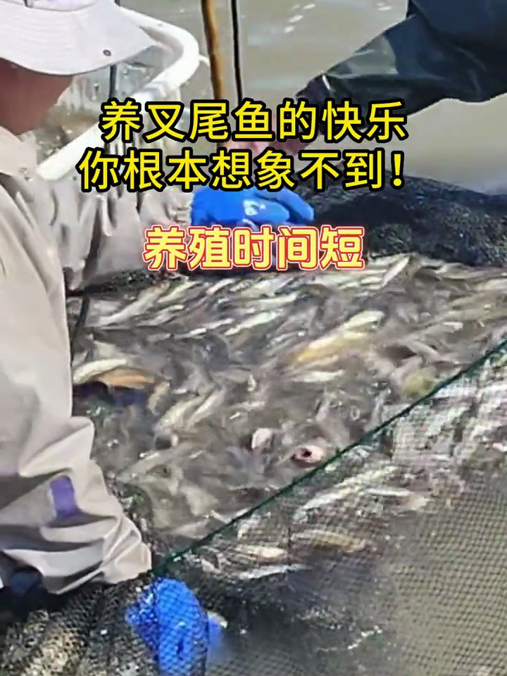 叉尾鱼又叫沟鲶、河鲶、美洲鲶是大型温水性淡水鱼类