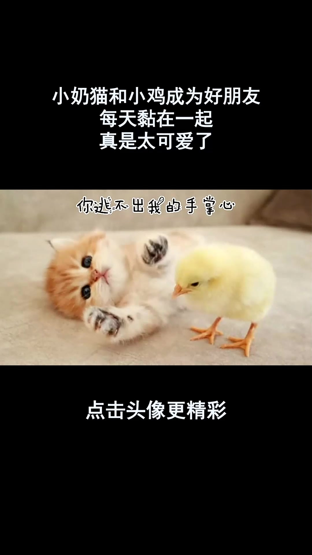 小奶猫和小鸡成为好朋友,每天黏在一起,真是太可爱了