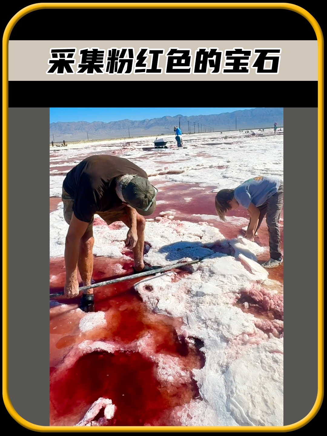采集粉红色的宝石,简直是太有趣了,值得一看