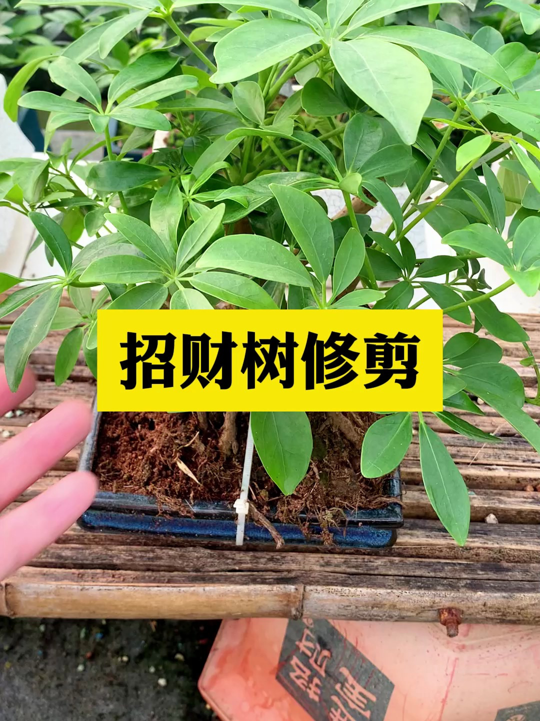 给鸭掌木修剪打顶,修剪季节,以及位置不要选错了