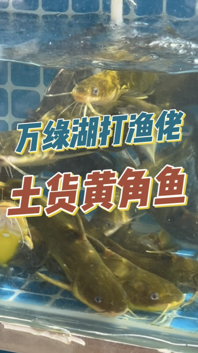 没有泥腥味土腥味的黄角鱼,周末来上几条