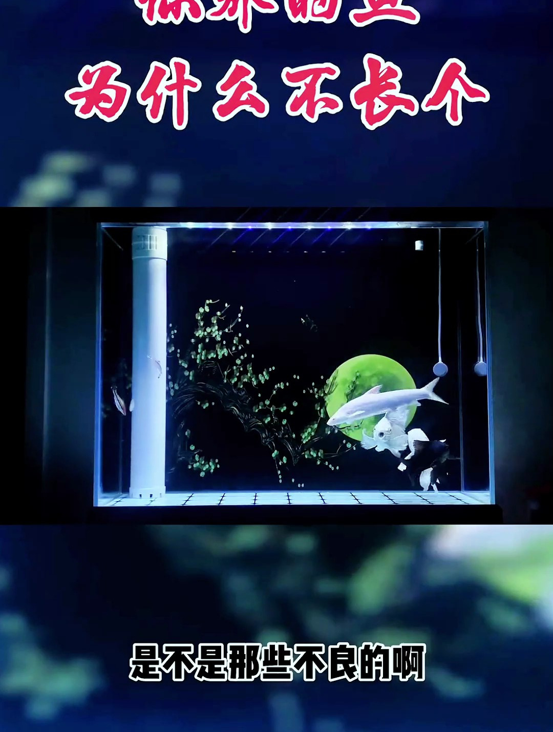 你养的鱼为什么不长个?总结几点原因,看看你是不是这样的!