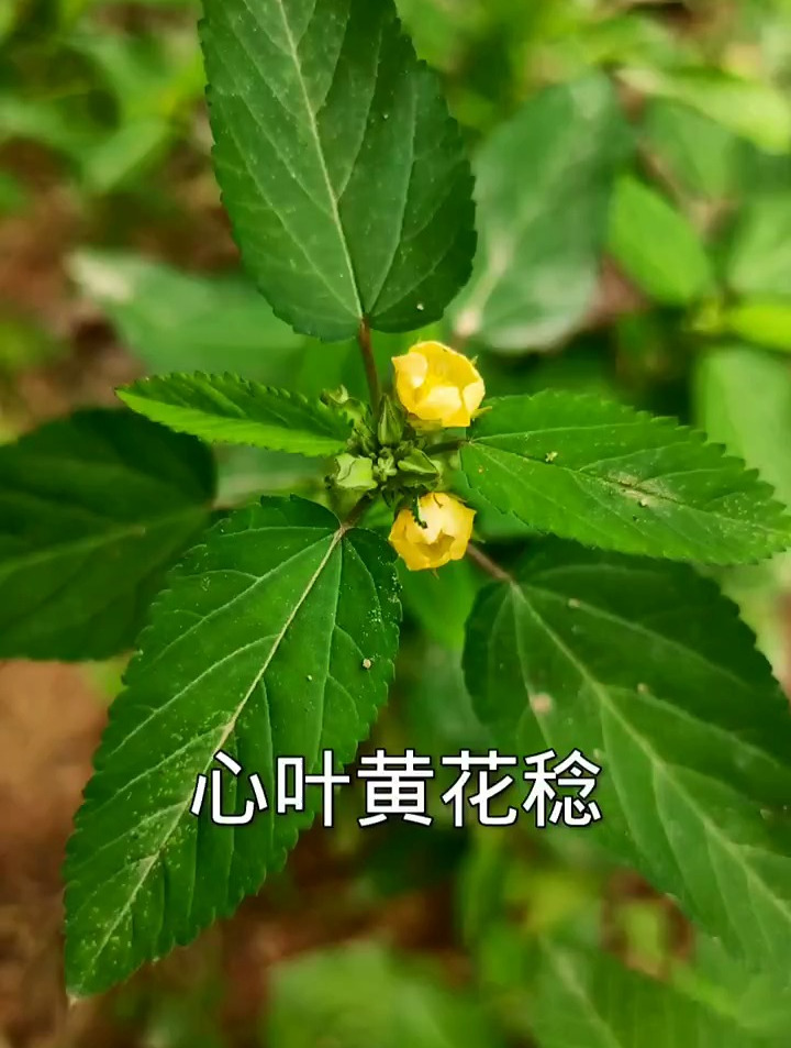 心叶黄花稔别名“浓见消”,捣碎厉害了,你的家乡有吗?