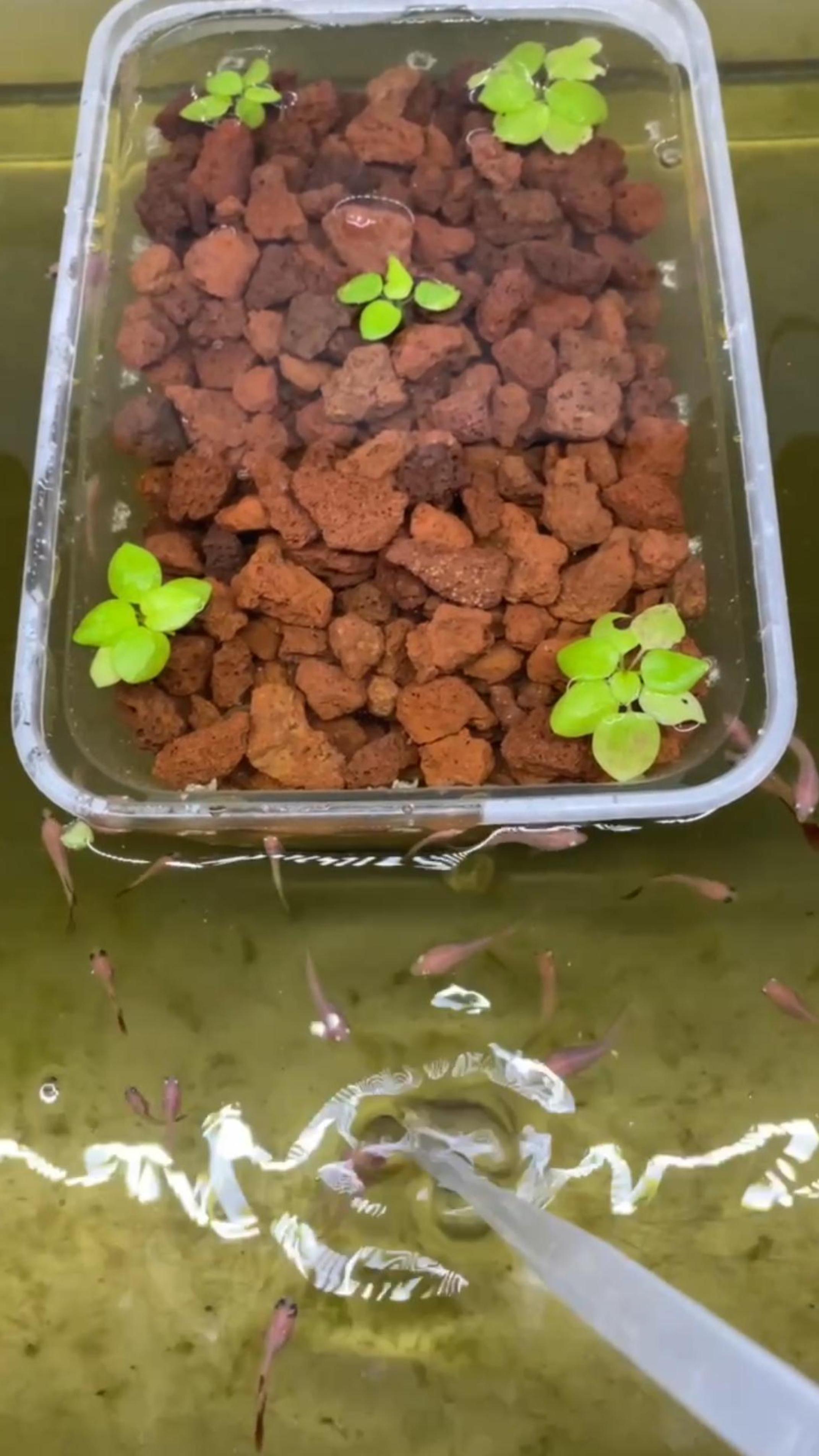 火山石奇迹!饭盒培养硝化细菌,解决鱼缸脏乱问题!