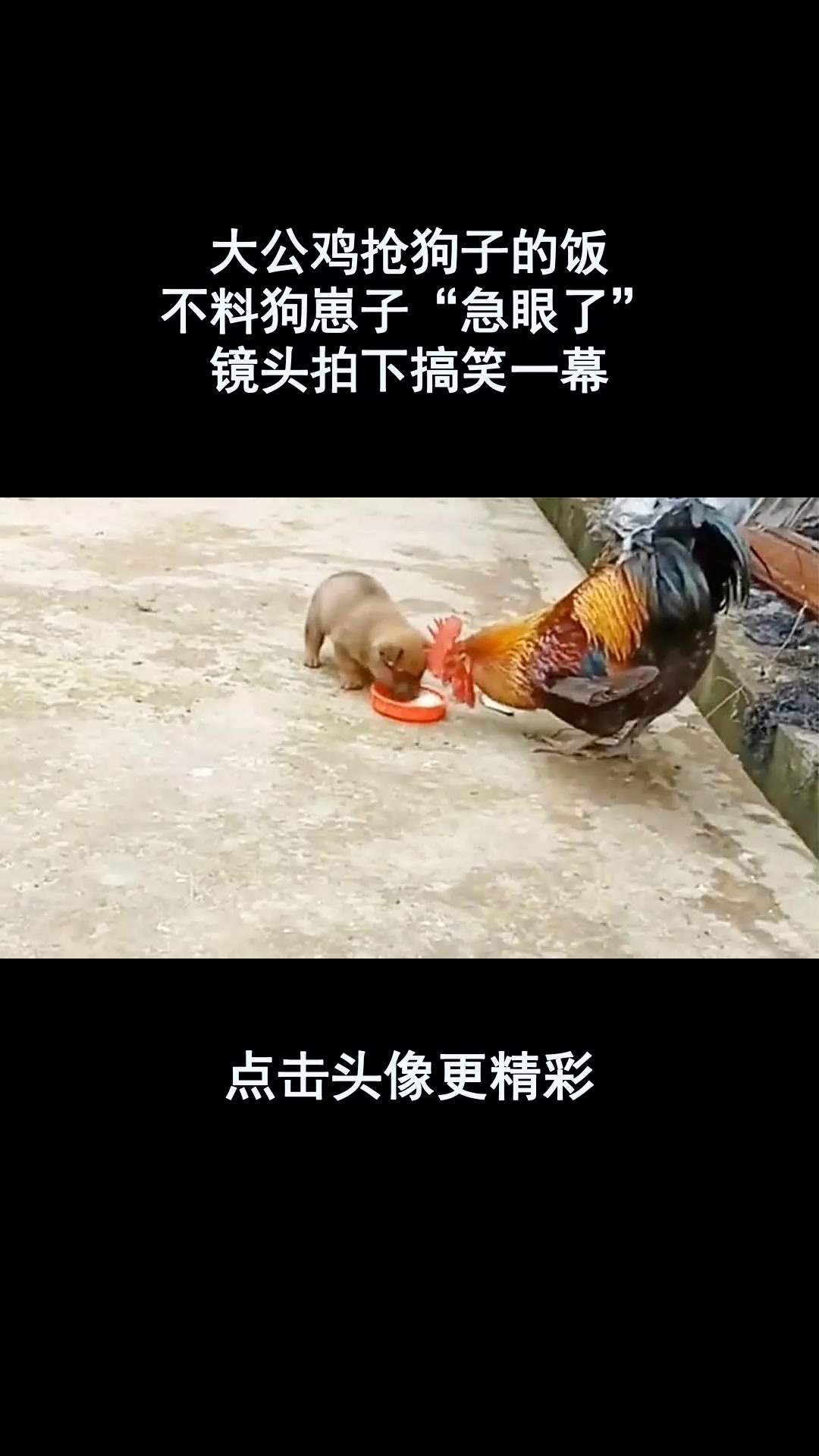大公鸡抢狗子的饭,不料狗崽子“急眼了”,镜头拍下搞笑一幕!
