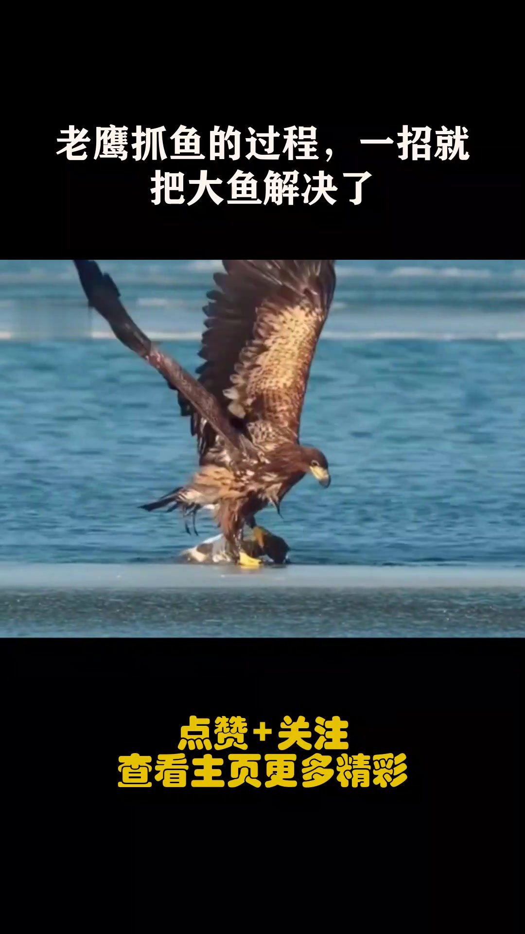 老鹰抓鱼的过程,一招就把大鱼解决了