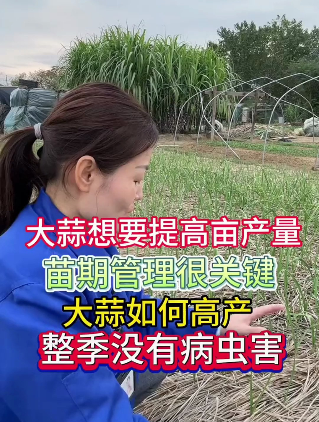 大蒜想要提高亩产量,苗期如何管理,才能高产整季没病害