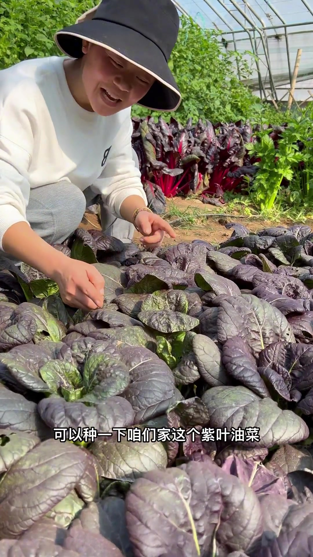 一款不易生虫子的菜,就是这个紫色油菜