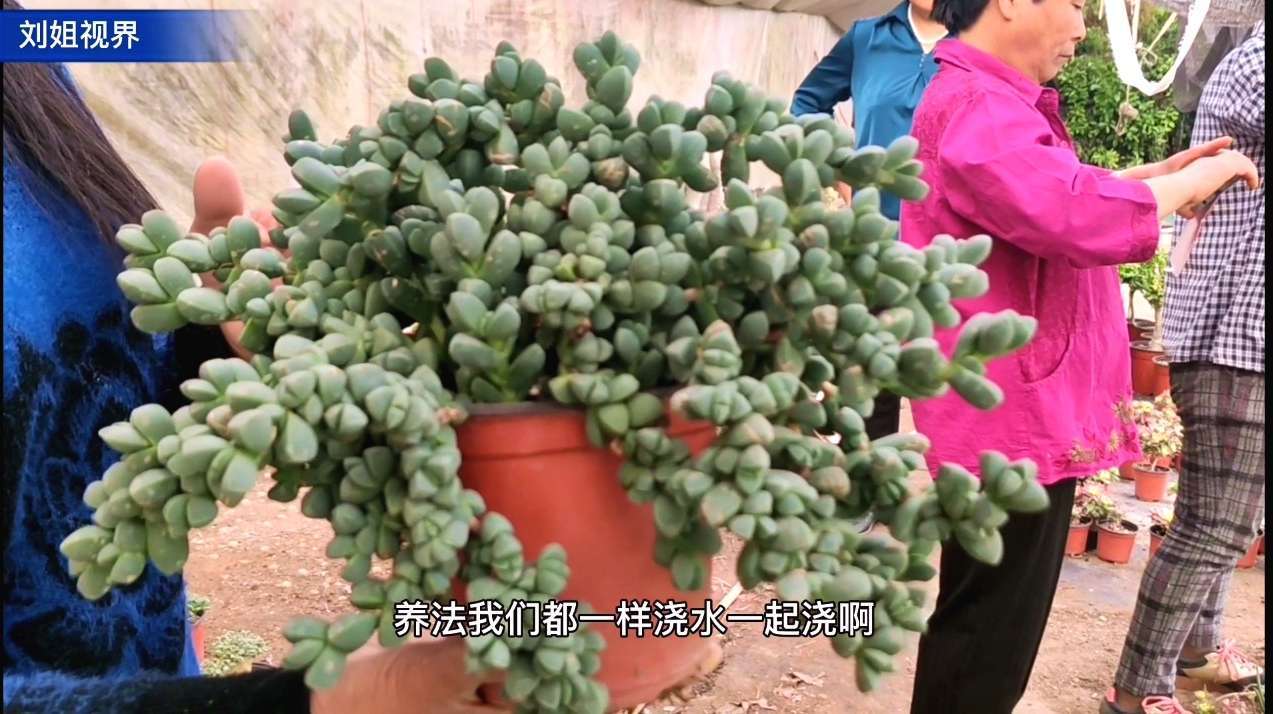 鹿角海棠还叫碧玉石,养了10年以上的多肉真少见,大家给个价格