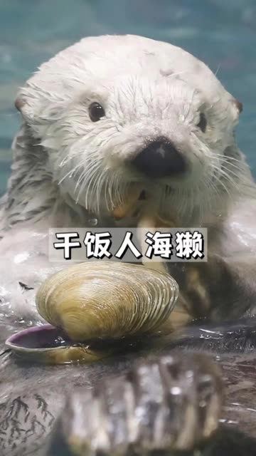 干饭人海獭到底有多能吃