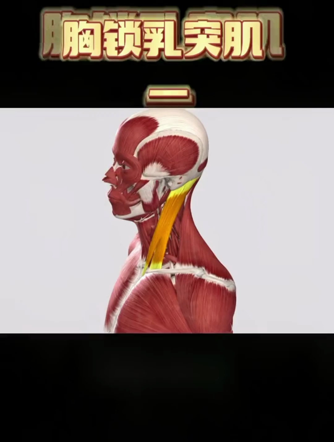 胸锁乳突肌——颈部容易落枕的一块肌肉