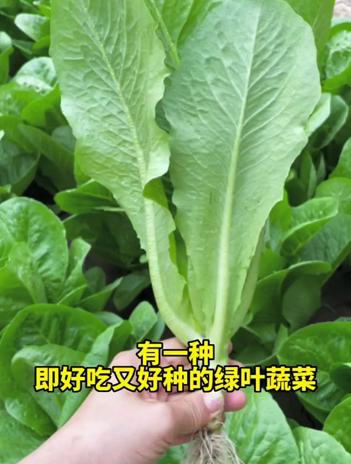 孔雀菜,种植简单,生长迅速,是一种即好吃又好种的绿叶蔬菜