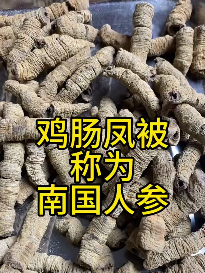 鸡肠凤,称为南国人参的巴戟天,泡酒泡水的好材料
