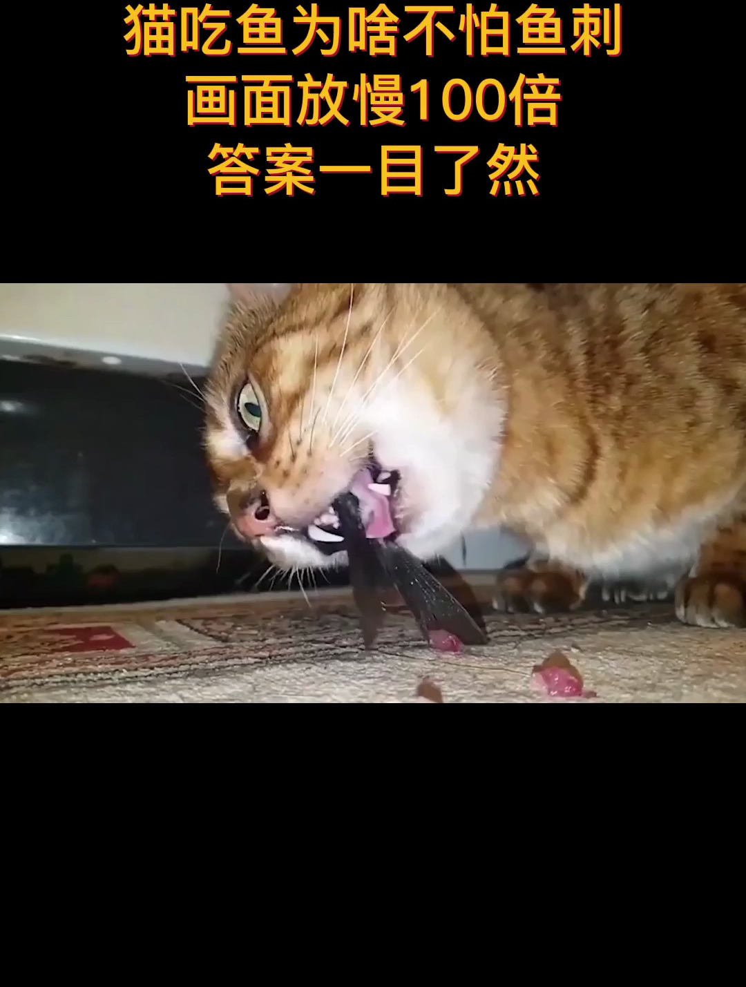 猫吃鱼为啥不怕鱼刺?画面放慢100倍,答案一目了然