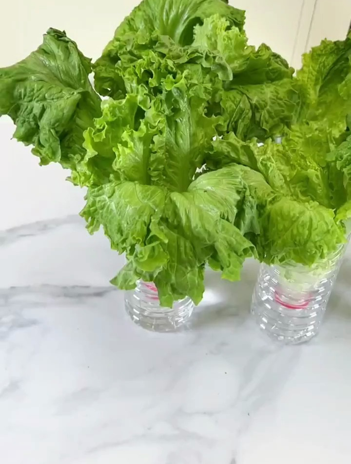 宅家蔬菜可以循环吃?水培生菜教程来啦!