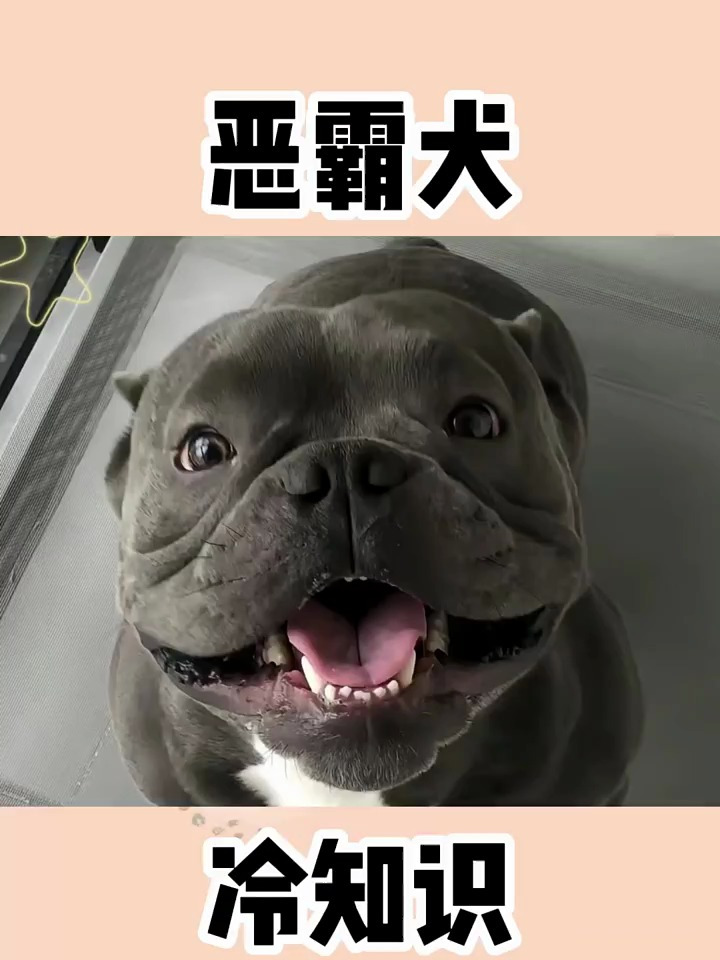 恶霸犬虽然名叫恶霸,但其实是个肌肉小甜甜 恶霸犬 犬舍