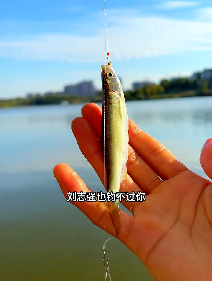 第一次用七星钩钓白条,随随便便钓两三斤,细节很关键