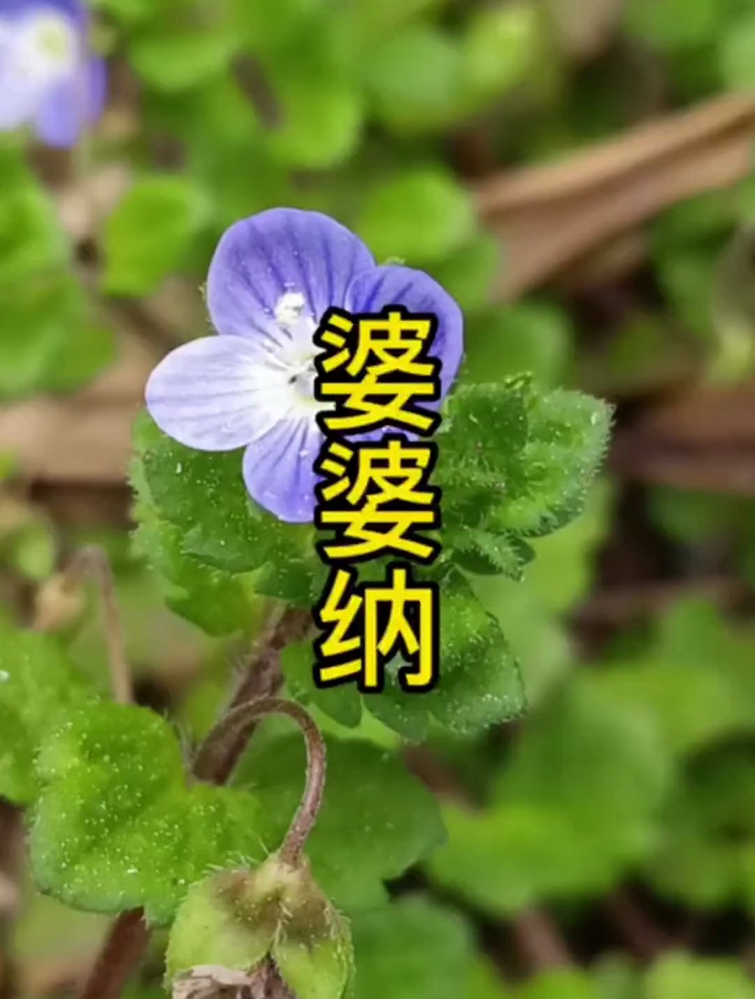 这种野菜名字叫婆婆纳,吃过没?