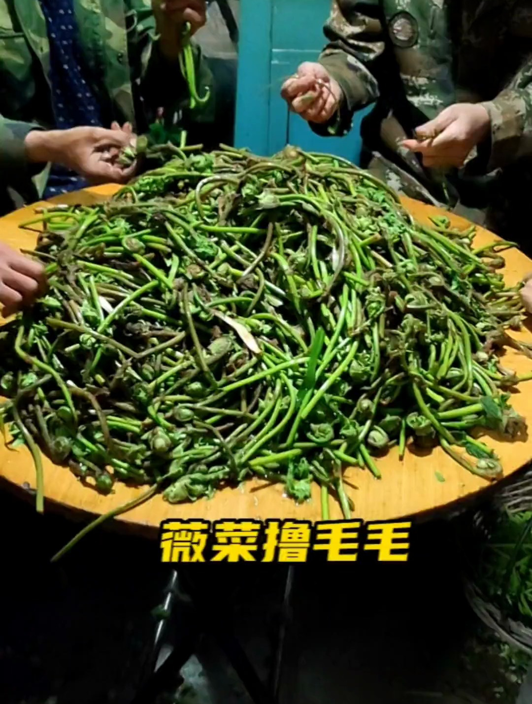 薇菜也叫牛毛广,它是我最喜欢薅的野菜