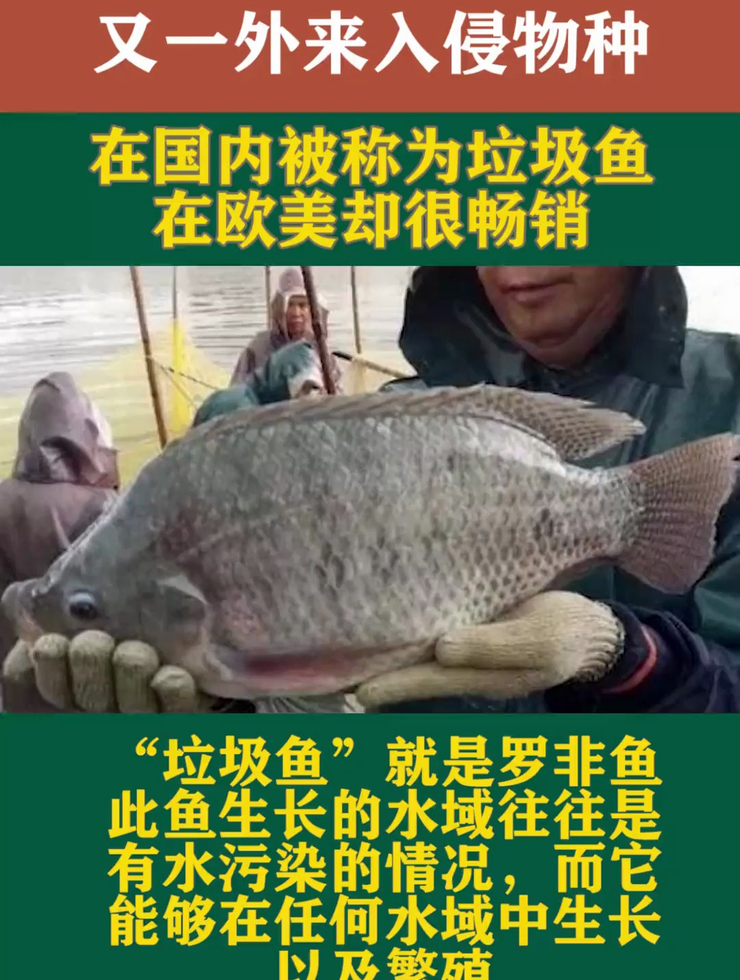 又一外来入侵物种!在国内被称为“垃圾鱼”,在欧美却很畅销!