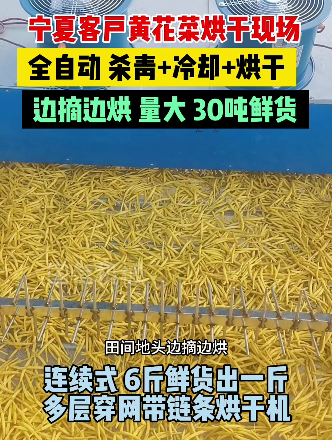 宁夏客户黄花菜烘干现场-全自动黄花菜烘干机-连续式烘干-30吨