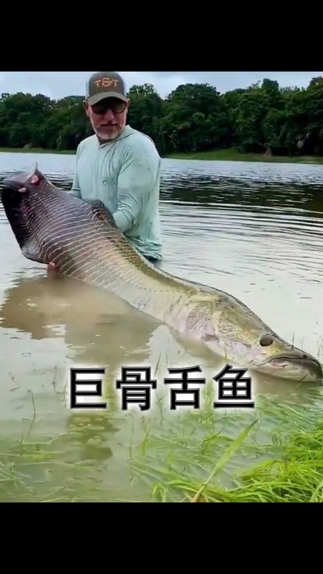 巨骨舌鱼的鳞片原来还能做手工?