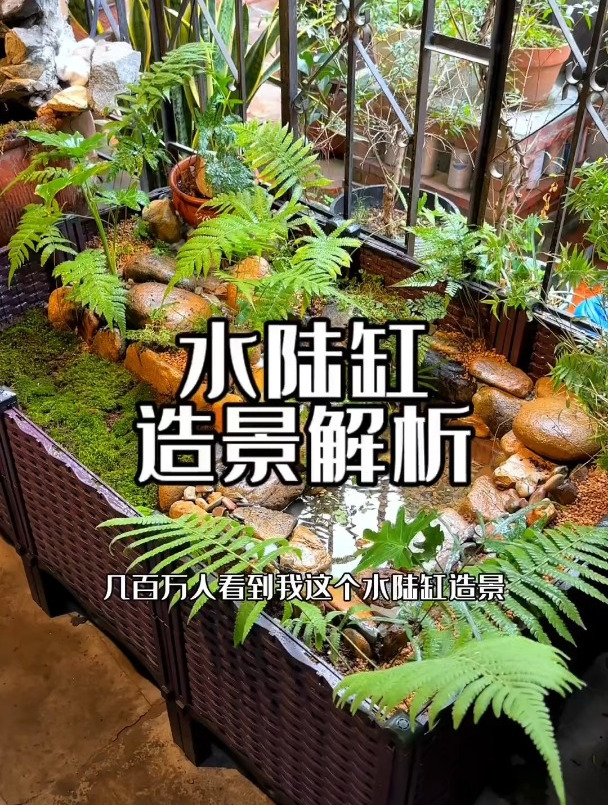 低成本版水陆缸造景解析