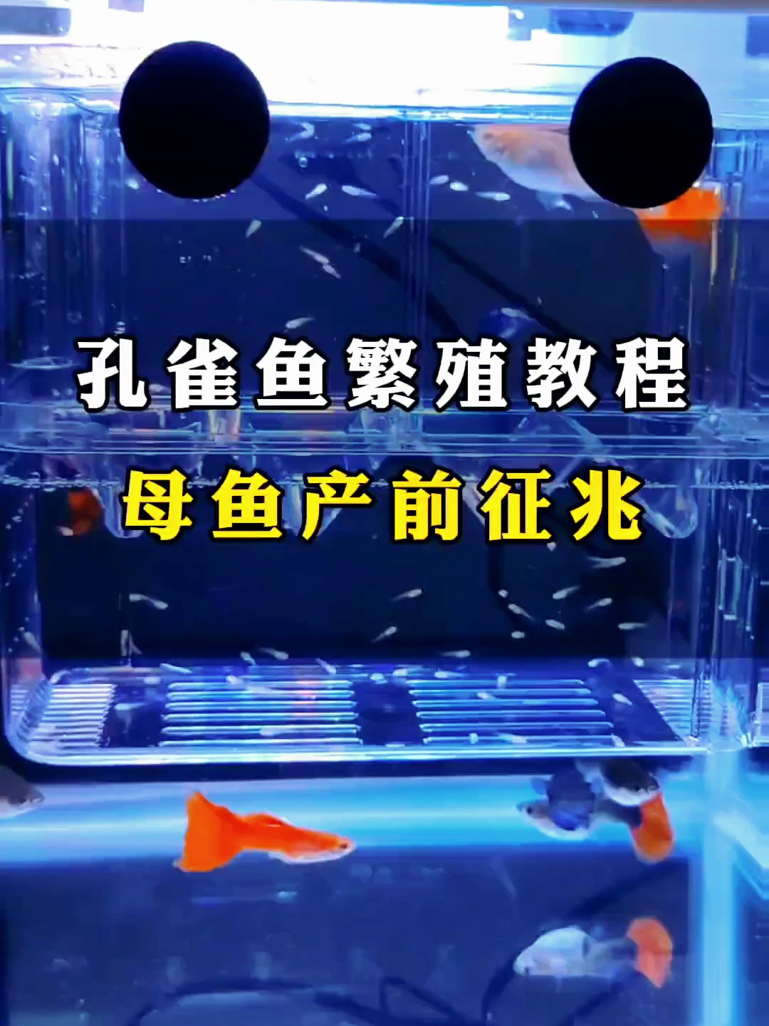 孔雀鱼母鱼生产前哪些征兆?我来帮你科普一下!