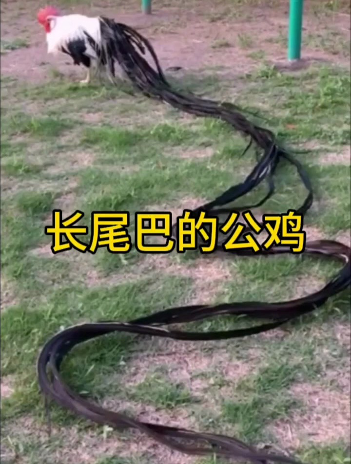 公鸡还可以长出这么长的尾巴?
