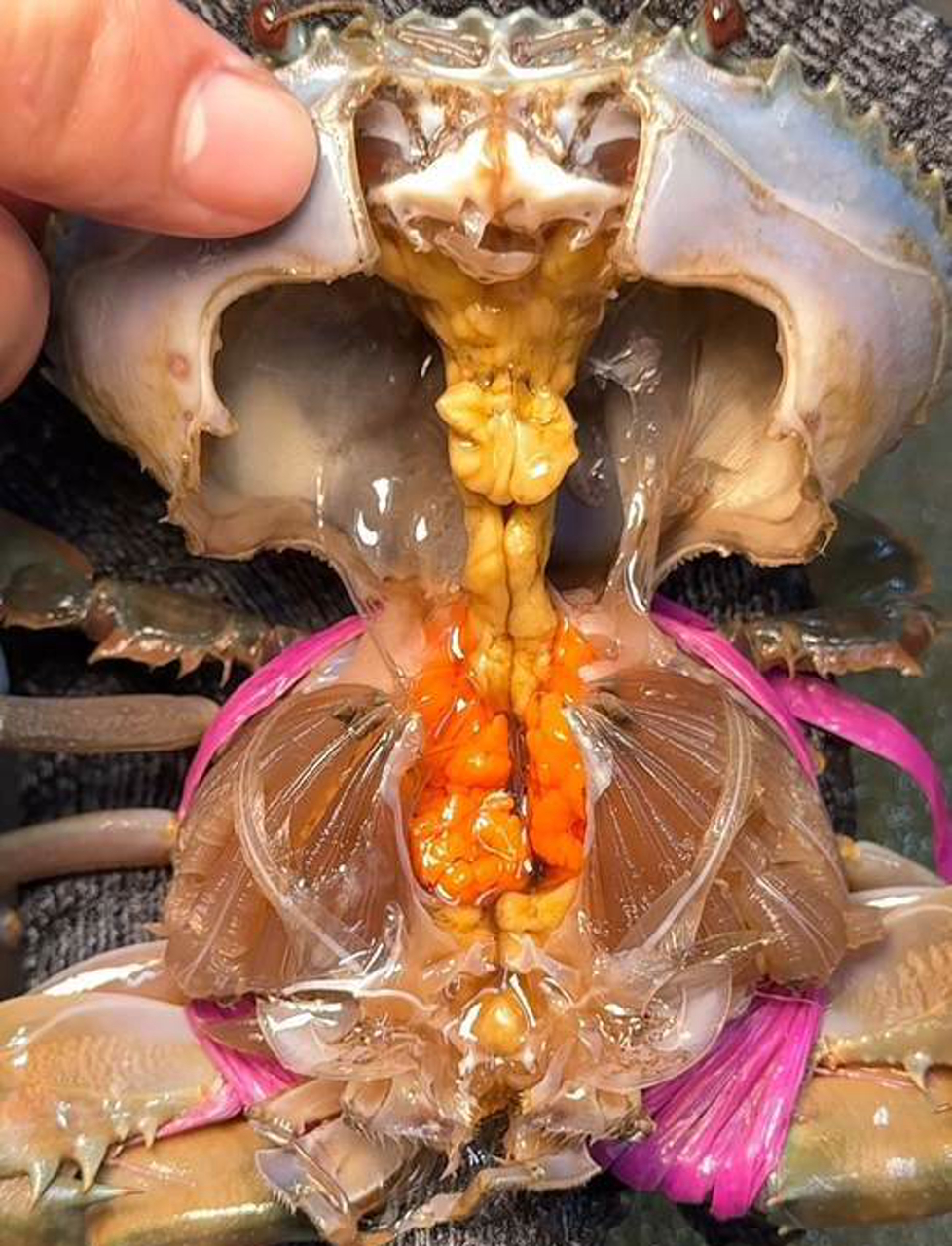 隐藏在潮州小巷子里的海鲜砂锅粥,味道简直绝了!只有少数本地人知道!你们一般晚餐吃什么?