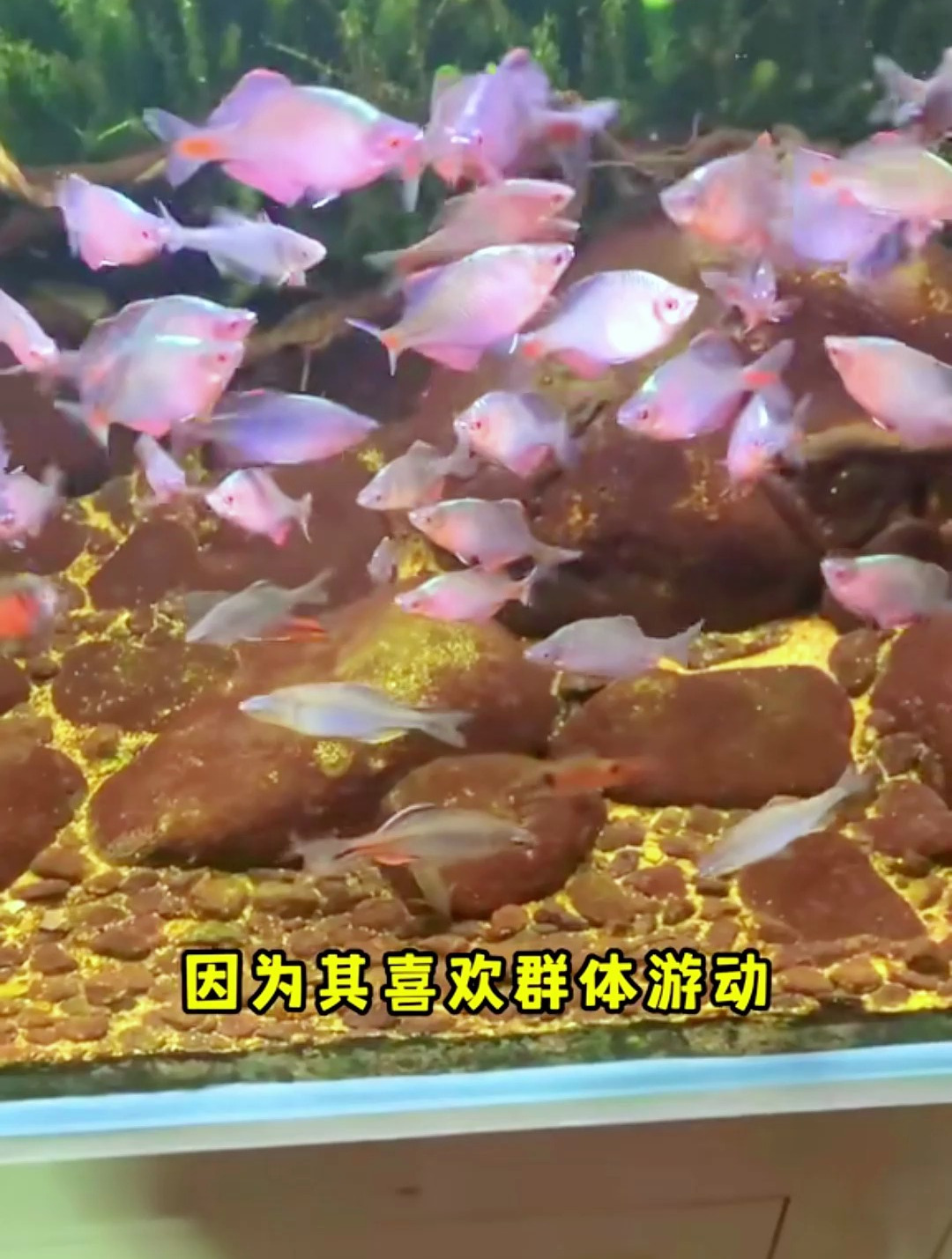 鳑鲏如何发色?鳑鲏有个外号叫火鳞片知道吗?今天教大家如何发色