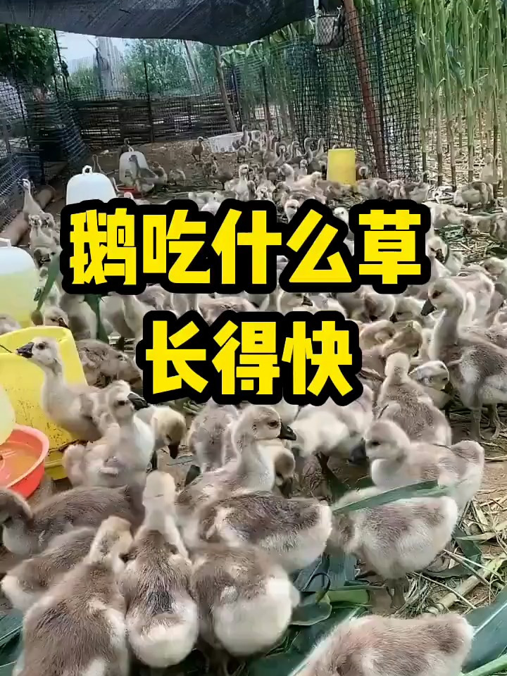 鹅到底吃什么草长得快?看看我说的这些你知道吗?