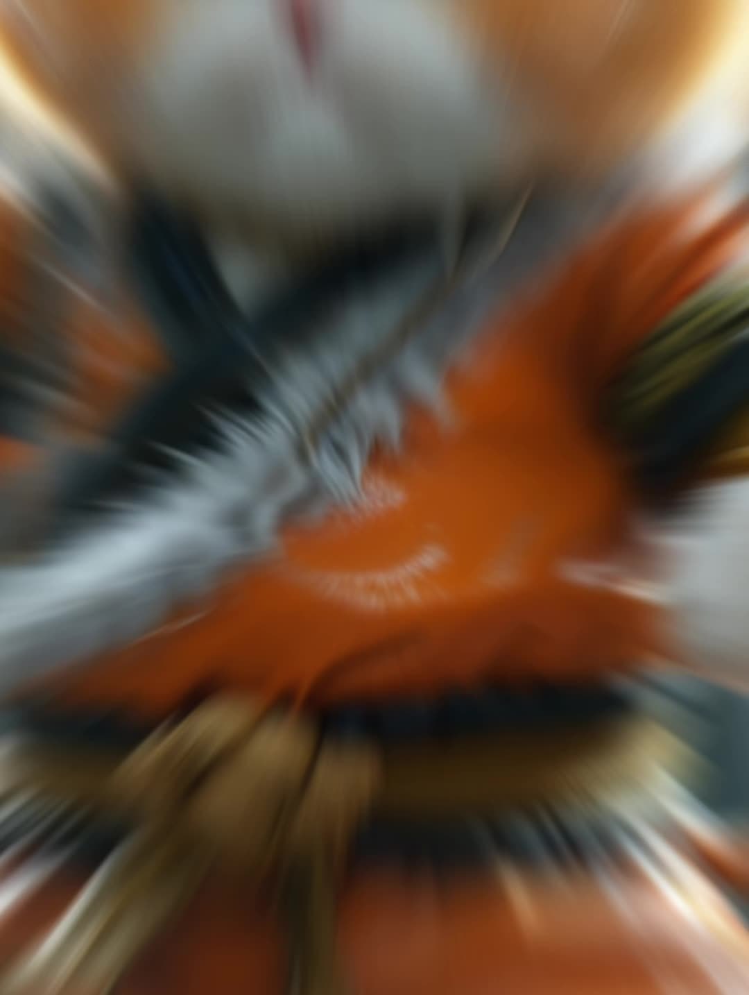 悟空猫咪—识珍版