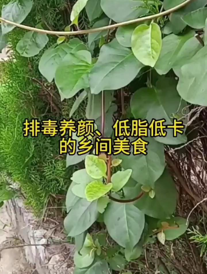 排毒养颜,低脂低卡的乡间美食—潺菜
