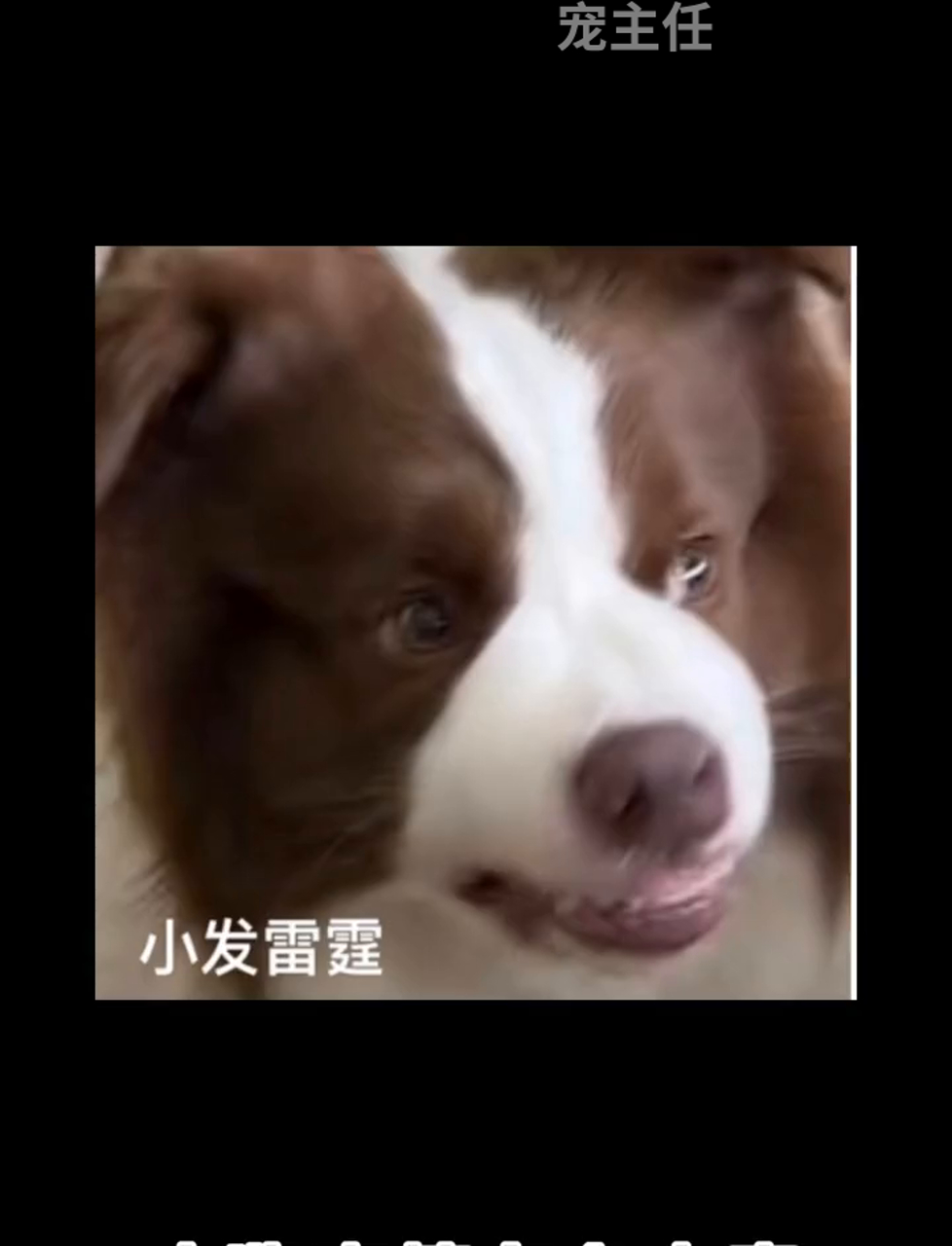 小鱼儿的搞笑表情包大全