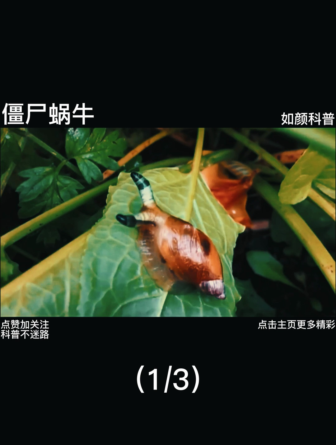 僵尸蜗牛,被寄生虫控制的蜗牛有多恐怖1
