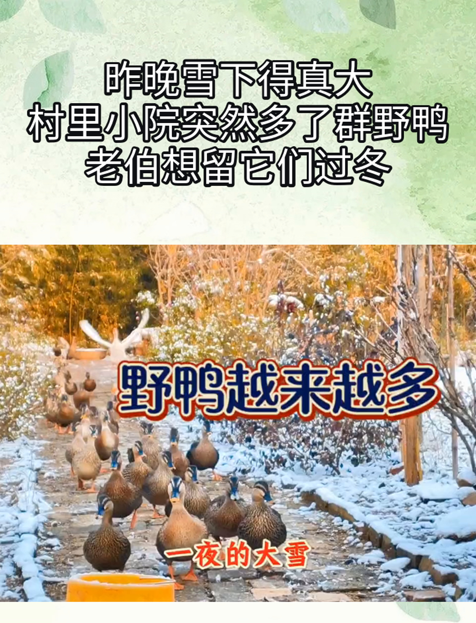 昨晚雪下得真大,村里小院突然多了群野鸭,老伯想留它们过冬