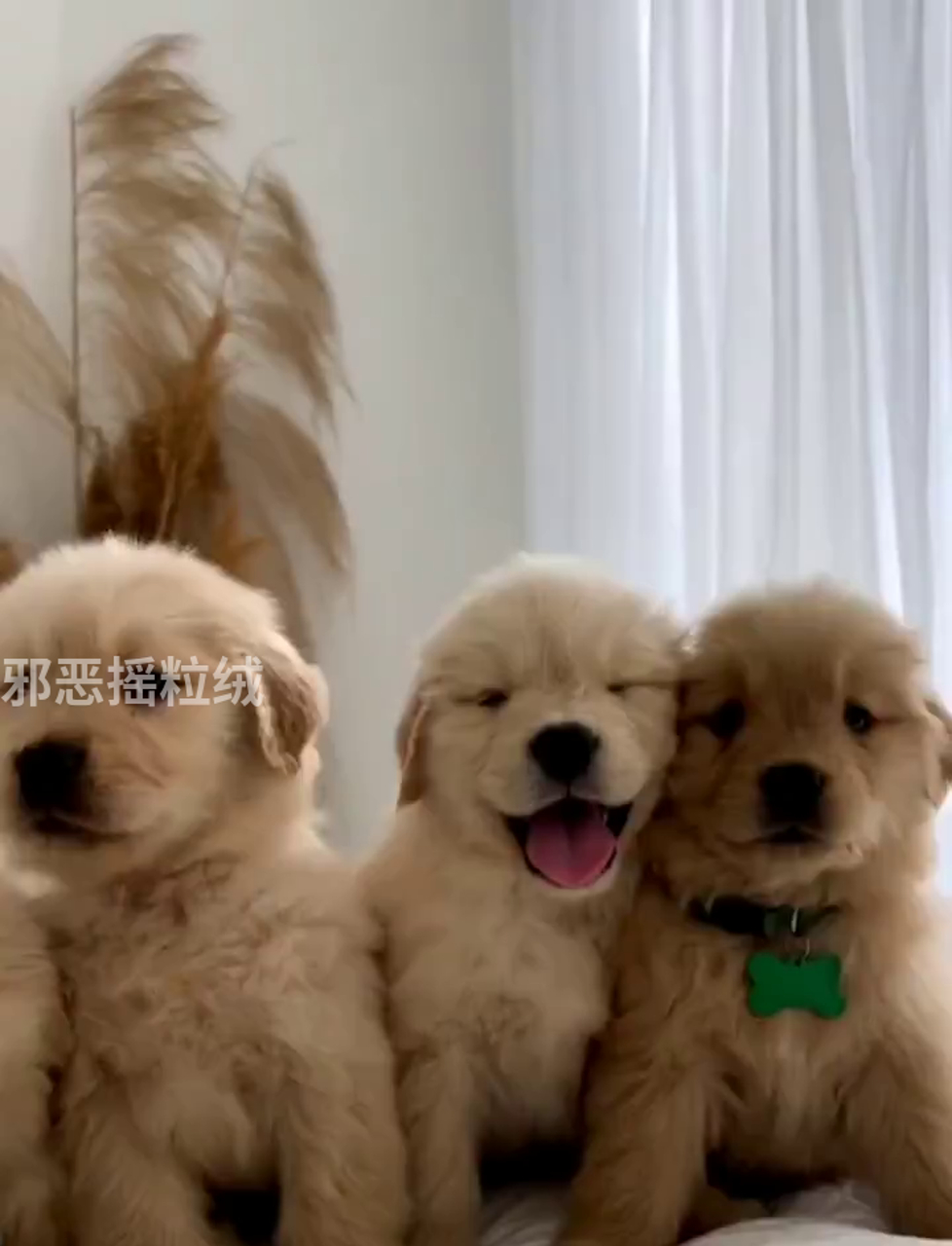 这么萌的小鸡仔,必须喊最萌的妹纸来围观!