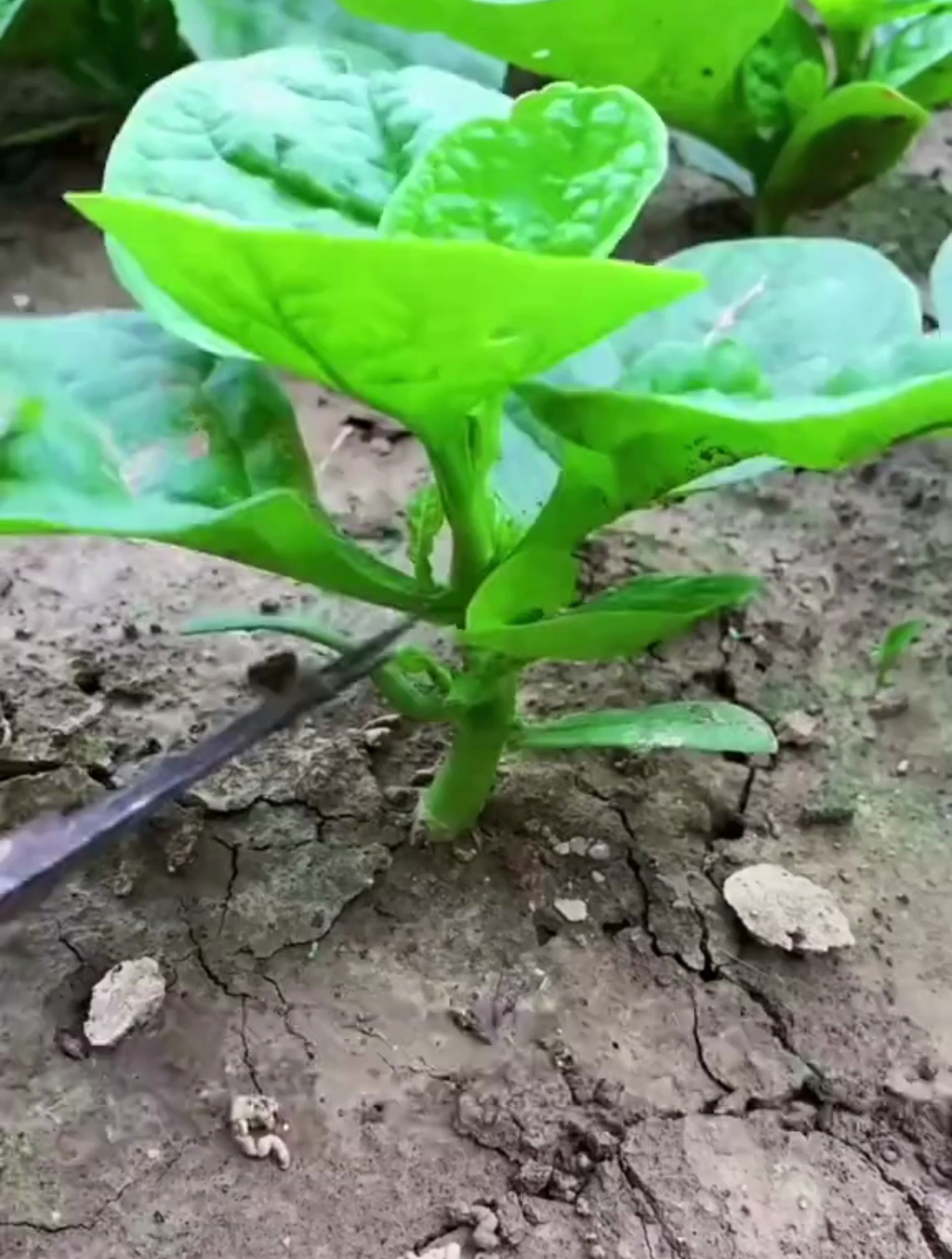 阳台小院都可种的木耳菜,越摘它越旺,滑滑嫩嫩好吃又营养