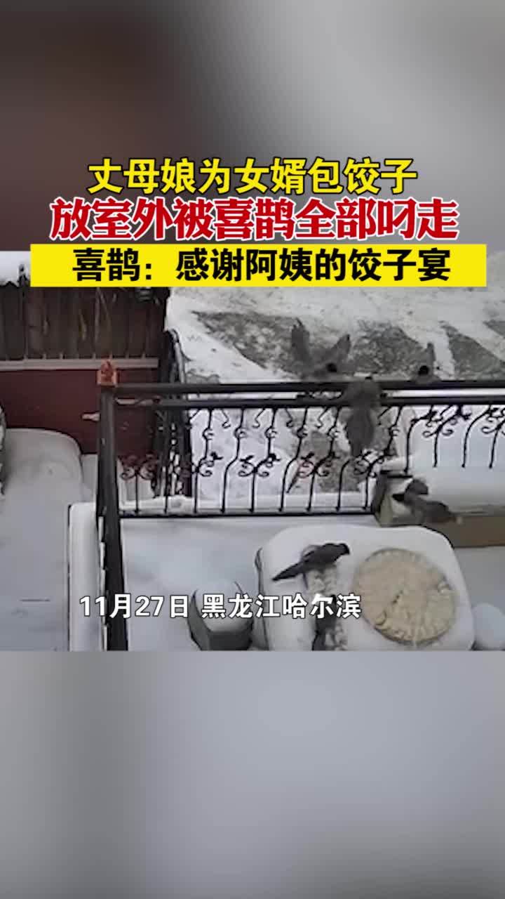黑龙江哈尔滨 丈母娘为女婿包饺子放室外被喜鹊叼走 喜鹊:感谢阿姨的饺子宴